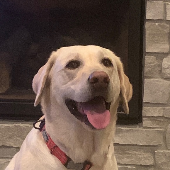 Meet your Posher, Leslie - Picture 1 of 1